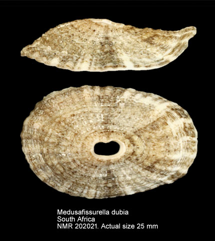 Medusafissurella dubia (2).jpg - Medusafissurella dubia(Reeve,1849)